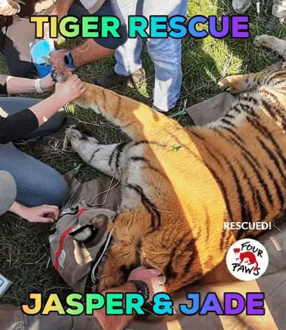 Animal Rescue Tiger GIF by FOUR PAWS Australia