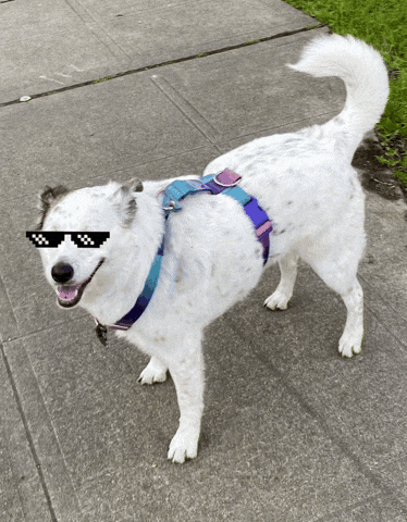 PrismosGifZone giphyupload GIF