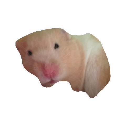hamsters STICKER by imoji