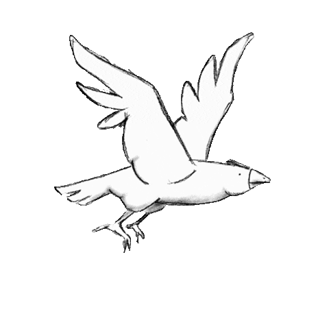tuomasmhnen bird fast hawk seagull Sticker