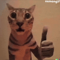 Cat Ok GIF