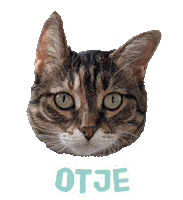Cat Otje Sticker