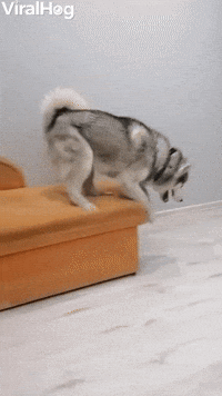 Husky Seems to Be Afraid of Heights