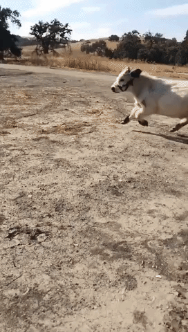 Mini Cow Playfully Runs Around Field