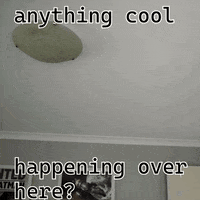Pug No GIF