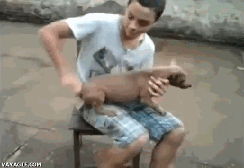 perro GIF