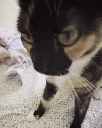 angry bro grumpy irritated puddles GIF