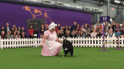 dog show dogs GIF by Westminster Kennel Club