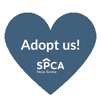 Cats Adopt Sticker by Nova Scotia SPCA