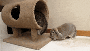 bunny GIF