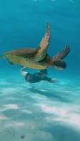 Swimming With Sea Turtle