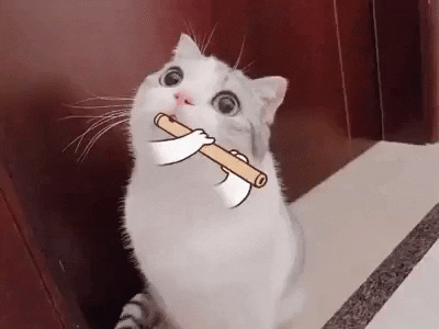 Lucas_LKMedia giphyupload cat flute GIF