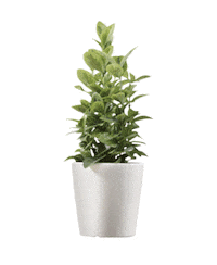 bettermonday_coffee 베러먼데이 베러먼데이커피 better monday better monday coffee Sticker