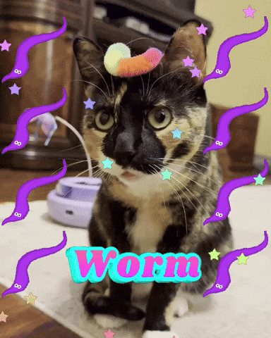 trippy worm puddles puddles the cat puddlesforbrains GIF