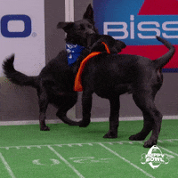 GIF by Puppy Bowl
