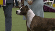 Dogs GIF by Westminster Kennel Club