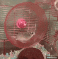 spin hamster GIF