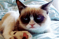 seor darn curtains wants GIF