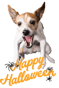 halloween tnt Sticker by Tales&Tails