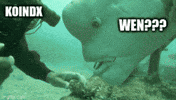 Water Community GIF by KoinDX