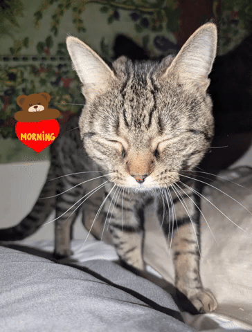 bensan1 giphyattribution giphycreatortest GIF