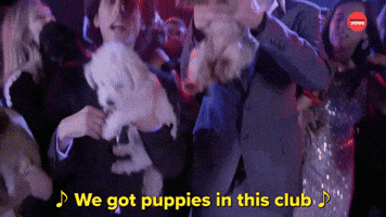 Cats Kittens And Piggies