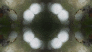 Art Film GIF by jorgemariozuleta