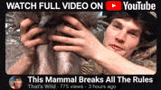 Youtube Wildlife GIF