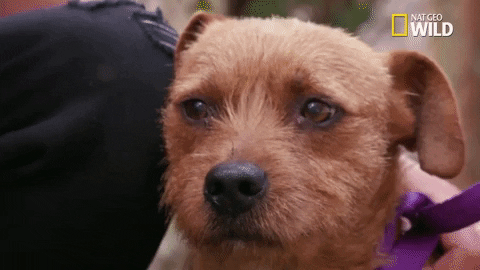 Dog Pups GIF by Nat Geo Wild
