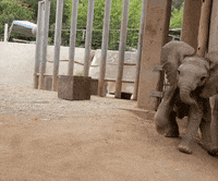 happy love it GIF by San Diego Zoo
