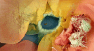 petals GIF by NOWNESS