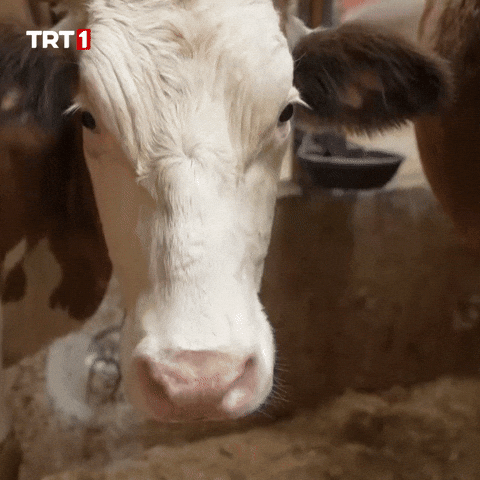 Good Morning What GIF by TRT