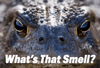 Fart Eww GIF by Sealed With A GIF