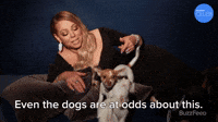 Even The Dogs Are At Odds About This