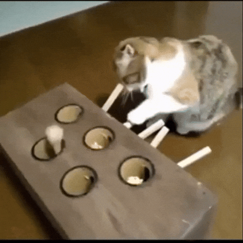 cat app GIF by The Videobook