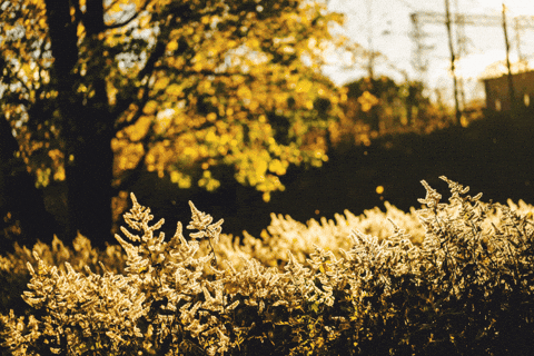 Autumn Leaves GIF by subtlestrokes