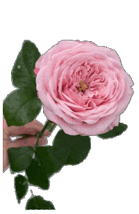 Gardenrose Sticker by Viproses