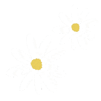 carleeecarroll flowers daisy white flowers carleeecarroll Sticker