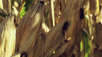 Corn Combine GIF by Channel Seed