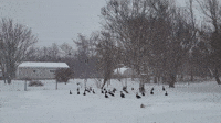 Ducks Take Flight as Snowstorm Hits Newfoundland
