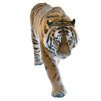 david attenborough fun Sticker by Our Planet