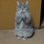 Cat Kitty GIF