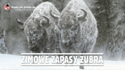 kompania piwowarska Biel GIF by Zubr