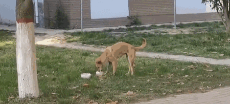 cuteanimalland giphyupload GIF