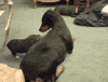 dog pig GIF