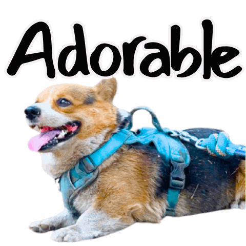 Corgi Milo Sticker