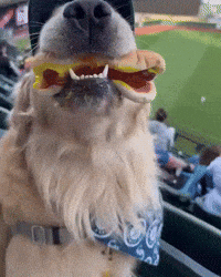 Hot Dog Eating GIF by Respective