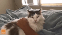 Happy Cat Gets His Back Scratched