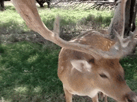 Education Eating GIF by DIIMSA Stock