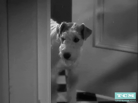The Thin Man Dog GIF by Turner Classic Movies